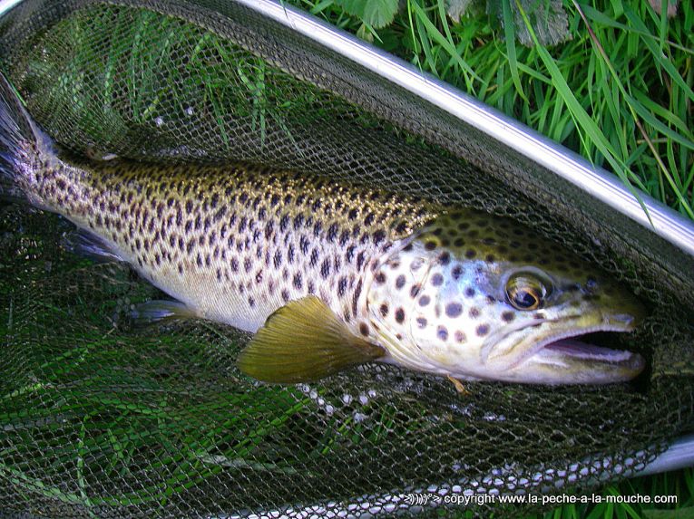 truite-peche-a-la-mouhe-27avril2013-002.jpg