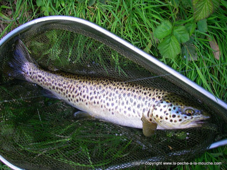 truite-peche-a-la-mouhe-27avril2013-1.jpg