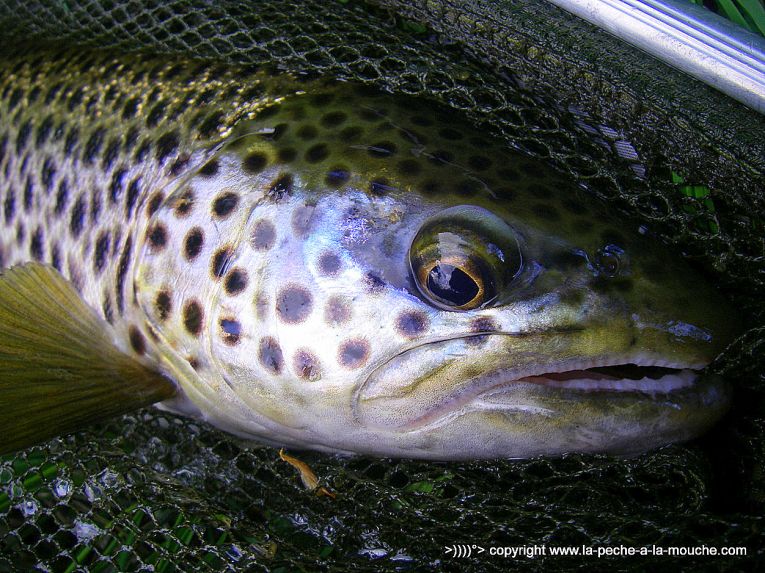 truite-peche-a-la-mouhe-27avril2013-3.jpg