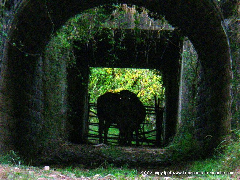 vache-tauril-pays-basque.jpg, oct. 2013 vache-tauril-pays-basque.jpg