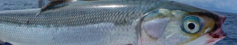 milkfish.jpg, nov. 2013 milkfish.jpg