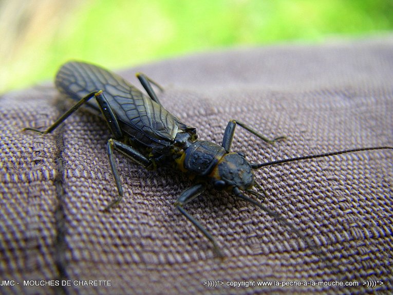 mouche-pierre-stonefly-nive-mars2014.jpg