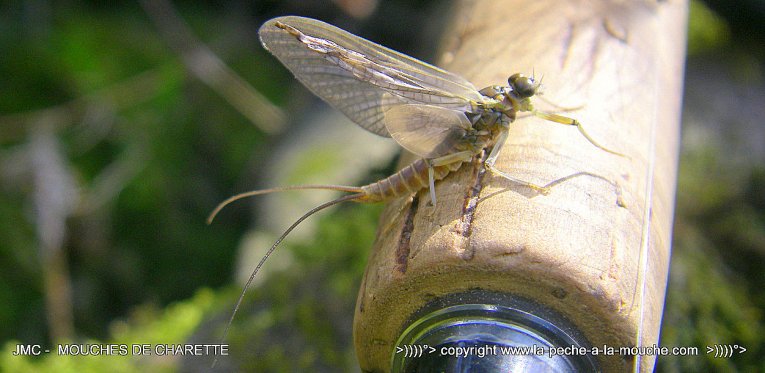 ouverture-peche-a-la-mouche-march-brown.jpg, janv. 2014 ouverture-peche-a-la-mouche-march-brown.jpg