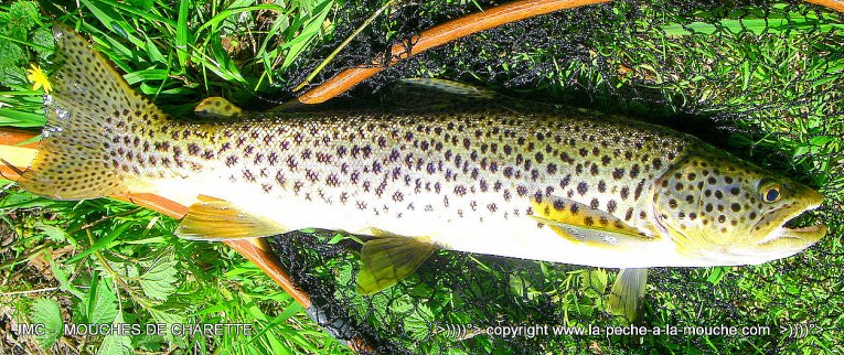 ouverture-peche-mouche-truite-fario.jpg, janv. 2014 ouverture-peche-mouche-truite-fario.jpg