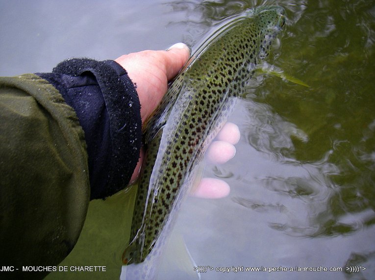 truite-36cm-20avril2014-002.jpg, avr. 2014 truite-36cm-20avril2014-002.jpg