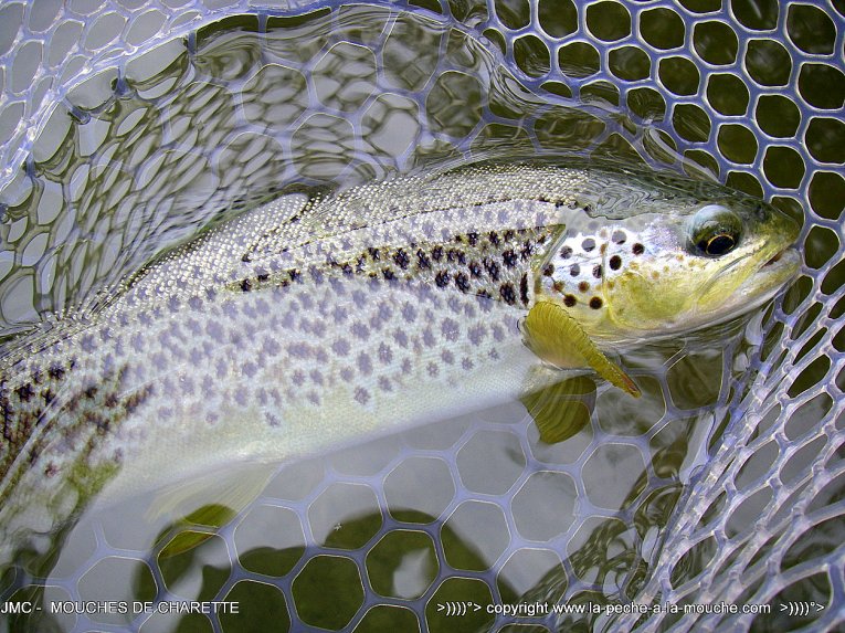 truite-36cm-20avril2014-1.jpg, avr. 2014 truite-36cm-20avril2014-1.jpg