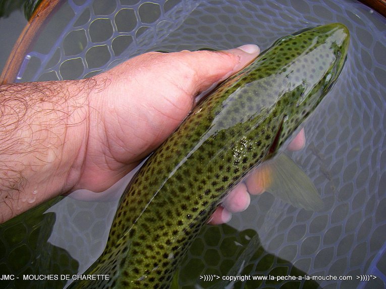 truite-40cm-21avril2014-002.jpg, avr. 2014 truite-40cm-21avril2014-002.jpg