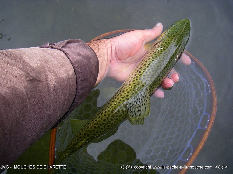 truite-40cm-21avril2014-004.jpg, avr. 2014 truite-40cm-21avril2014-004.jpg