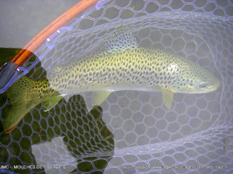 truite-40cm-21avril2014-1.jpg, avr. 2014 truite-40cm-21avril2014-1.jpg