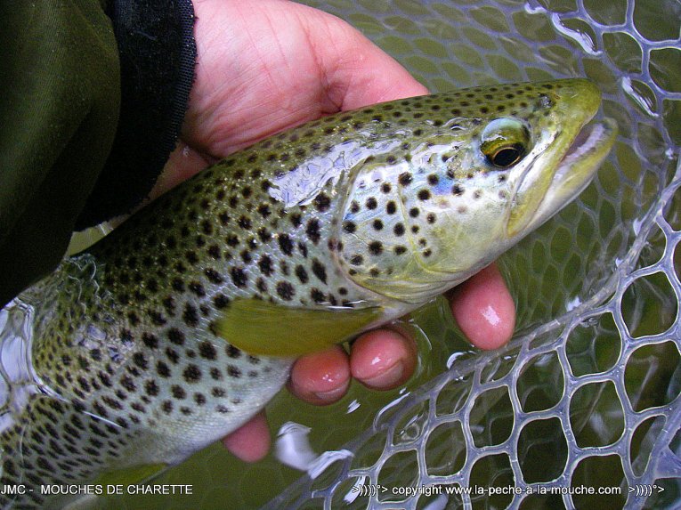 truite-40cm-26avril2014-002.jpg, mai 2014 truite-40cm-26avril2014-002.jpg