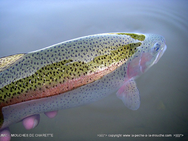 truite-arc-en-ciel-peche-a-la-mouche-sept2014-1.jpg, sept. 2014 truite-arc-en-ciel-peche-a-la-mouche-sept2014-1.jpg