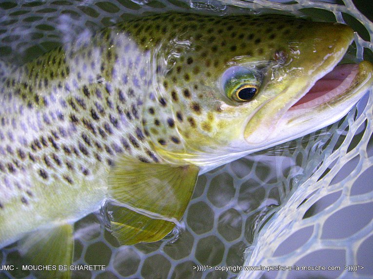 truite-fario-47cm-peche-a-la-mouche-sept2014-002.jpg, sept. 2014 truite-fario-47cm-peche-a-la-mouche-sept2014-002.jpg