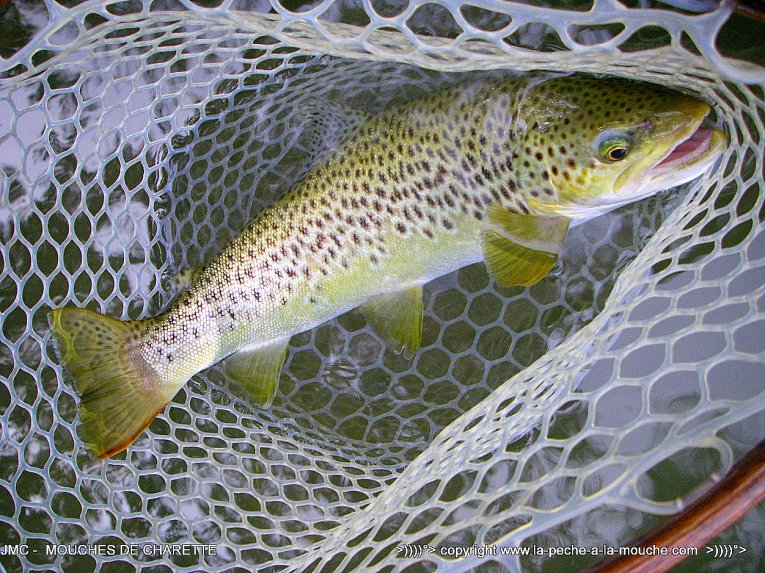 truite-fario-47cm-peche-a-la-mouche-sept2014-003.jpg, sept. 2014 truite-fario-47cm-peche-a-la-mouche-sept2014-003.jpg