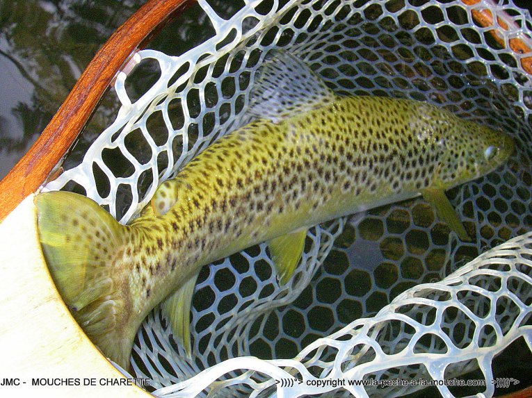 truite-fario-47cm-peche-a-la-mouche-sept2014-004.jpg, sept. 2014 truite-fario-47cm-peche-a-la-mouche-sept2014-004.jpg