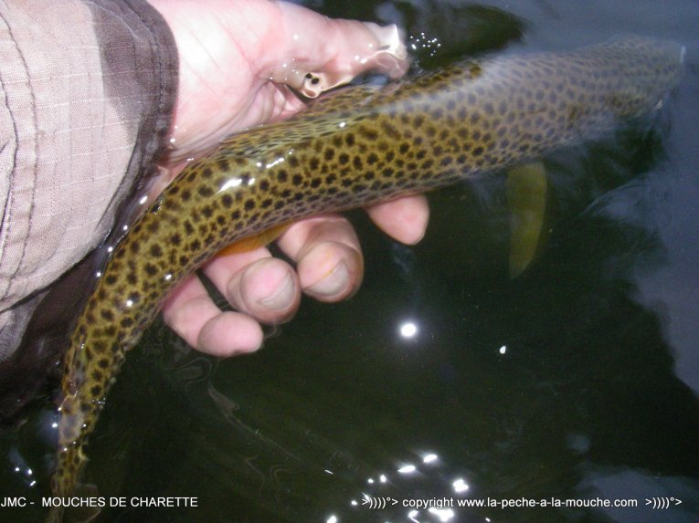 truite-fario-peche-a-la-mouche-30avril2014-003.jpg, mai 2014 truite-fario-peche-a-la-mouche-30avril2014-003.jpg