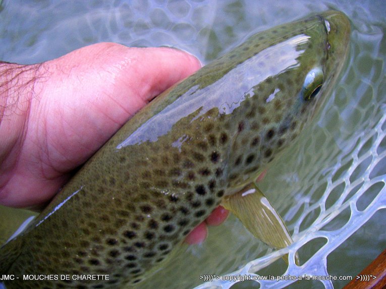 truite-fario-peche-a-la-mouche-44cm-1.jpg