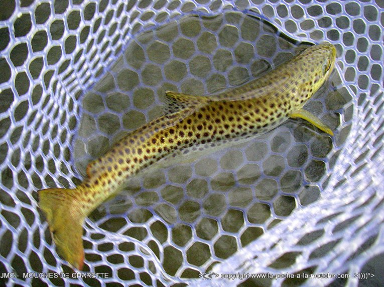 truite-peche-a-la-mouche-02avril2014-003.jpg, avr. 2014 truite-peche-a-la-mouche-02avril2014-003.jpg