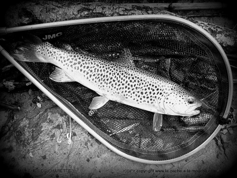 truite-peche-a-la-mouche-no-kill-002.jpg, janv. 2014 truite-peche-a-la-mouche-no-kill-002.jpg