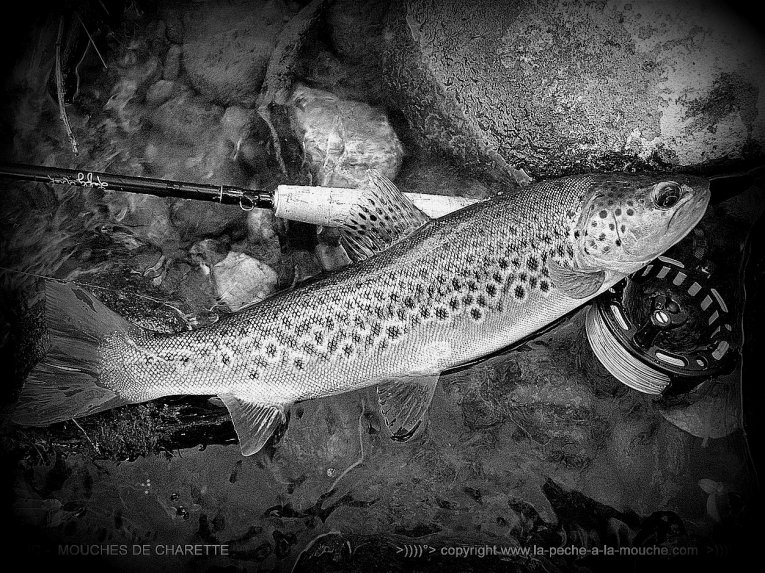 truite-peche-a-la-mouche-no-kill-003.jpg, janv. 2014 truite-peche-a-la-mouche-no-kill-003.jpg