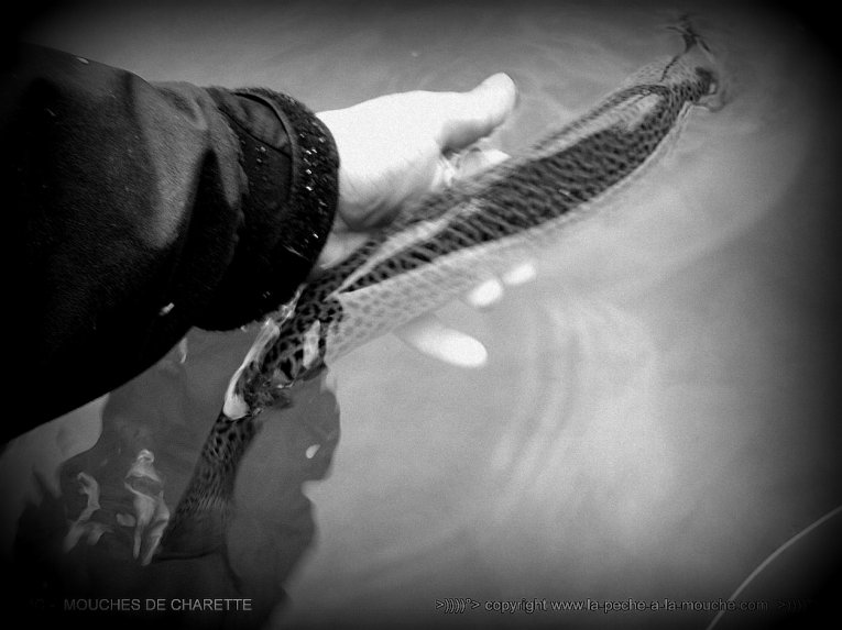 truite-peche-a-la-mouche-no-kill-005.jpg, janv. 2014 truite-peche-a-la-mouche-no-kill-005.jpg