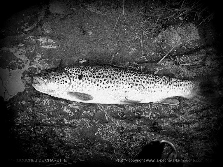 truite-peche-a-la-mouche-no-kill-006.jpg, janv. 2014 truite-peche-a-la-mouche-no-kill-006.jpg