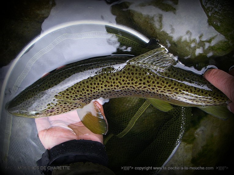 truite-peche-a-la-mouche-no-kill-007.jpg, janv. 2014 truite-peche-a-la-mouche-no-kill-007.jpg