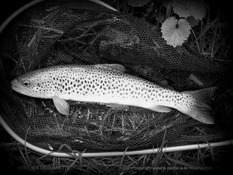 truite-peche-a-la-mouche-no-kill-009.jpg, janv. 2014 truite-peche-a-la-mouche-no-kill-009.jpg