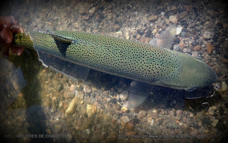truite-peche-a-la-mouche-no-kill-010.jpg, janv. 2014 truite-peche-a-la-mouche-no-kill-010.jpg