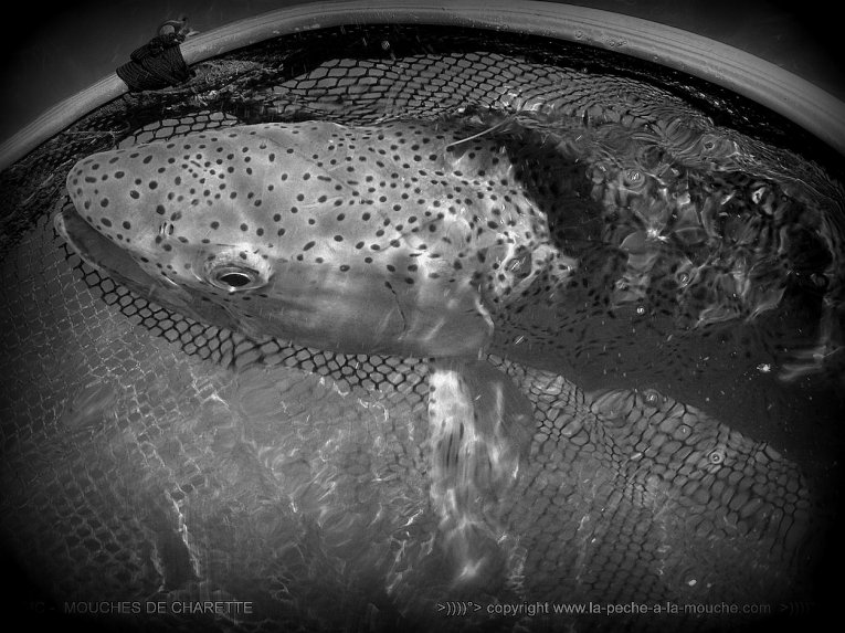 truite-peche-a-la-mouche-no-kill-011.jpg