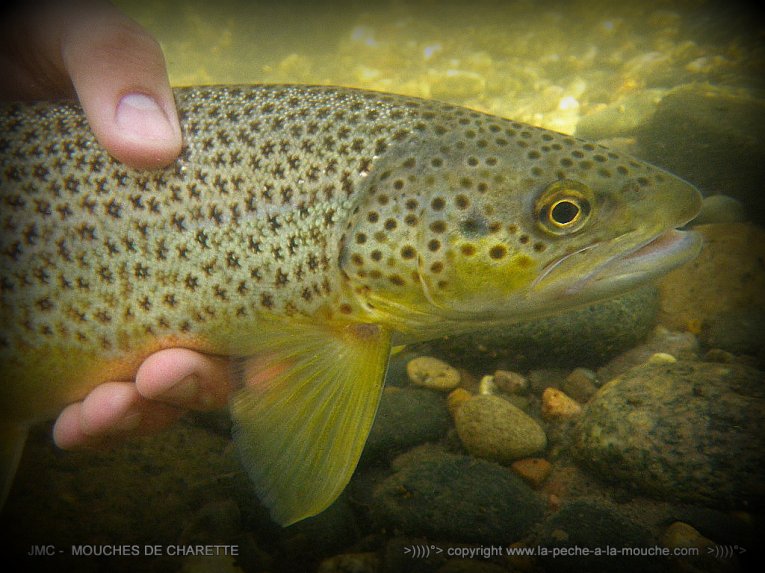 truite-peche-a-la-mouche-no-kill-013.jpg, janv. 2014 truite-peche-a-la-mouche-no-kill-013.jpg