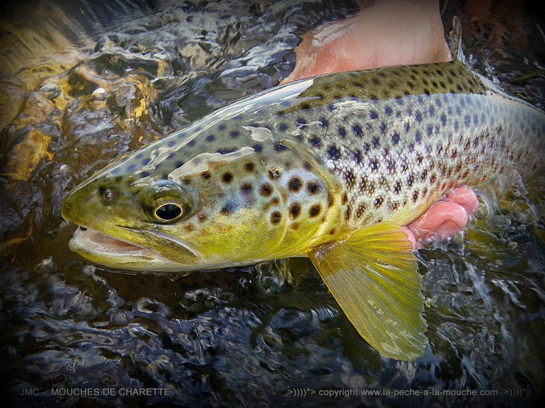 truite-peche-a-la-mouche-no-kill-014.jpg, janv. 2014 truite-peche-a-la-mouche-no-kill-014.jpg