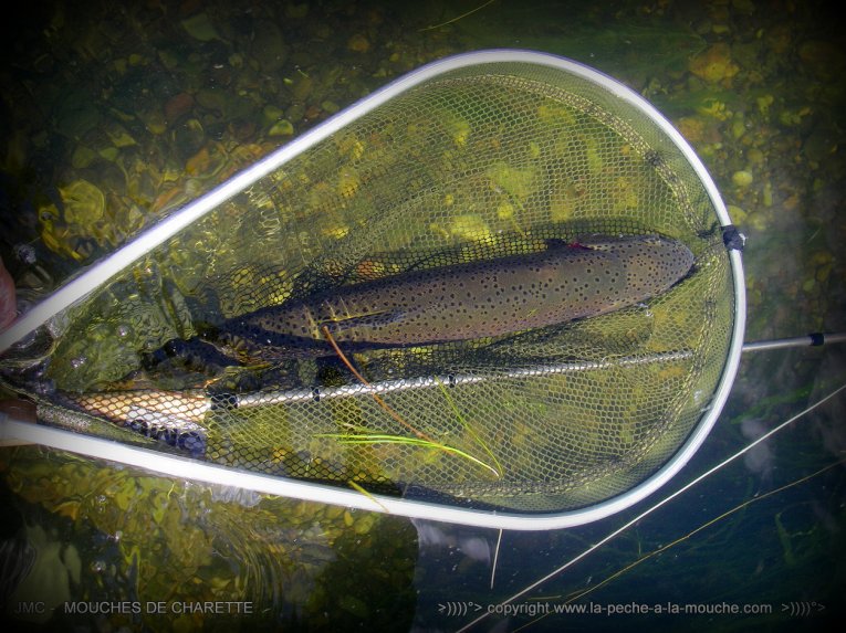 truite-peche-a-la-mouche-no-kill-020.jpg, janv. 2014 truite-peche-a-la-mouche-no-kill-020.jpg