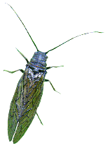 sialis