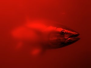 thon rouge rouge