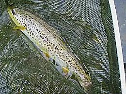 truite fario en peche a la mouche au pays basque 9 juin 2009