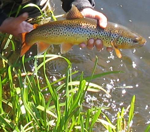 Truite de la Don en Ecosse relachee - mai 2007