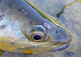 peche a la mouche no kill