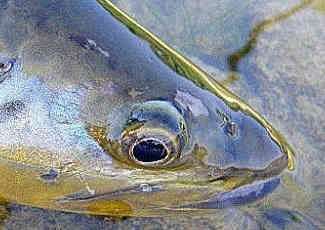  peche a la mouche no kill 