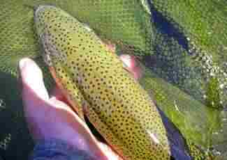 Themes d'articles peche a la mouche au Pays Basque 