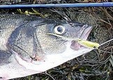  peche a la mouche en mer 