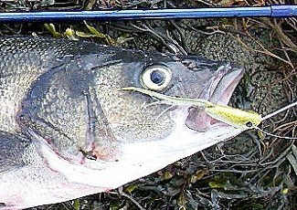  peche a la mouche en mer 