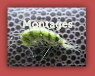 montage de mouches pour la peche a la mouche montage de mouches pour la peche a la mouche