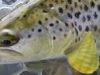 Session de pêche de début de saison sur la Nive
