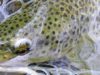 Ma saison de pêche 2015 est ENFIN lancée  !