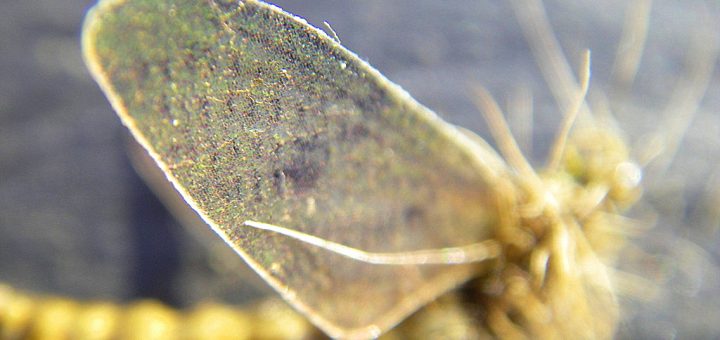 photo du montage d'une éphémère corps détaché