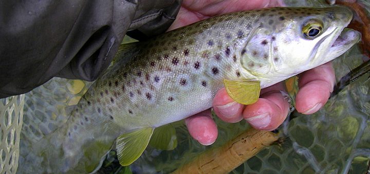 Photo de la relache d'une petite truite fario pêchée à la mouche  en mars 2016 sur la Nive