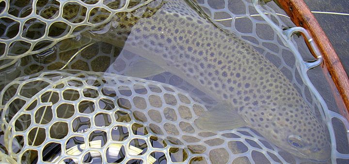 Photo de la relache d'une truite fario pêchée à la mouche  en mars 2016 sur la Nive au fond de l'épuisette