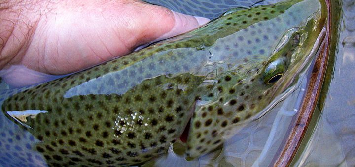 Ma plus grosse truite fario pêchée à la mouche en France en avril 2016 sur la Nive