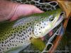 Une pêche de rêve sur la Grande Nive …