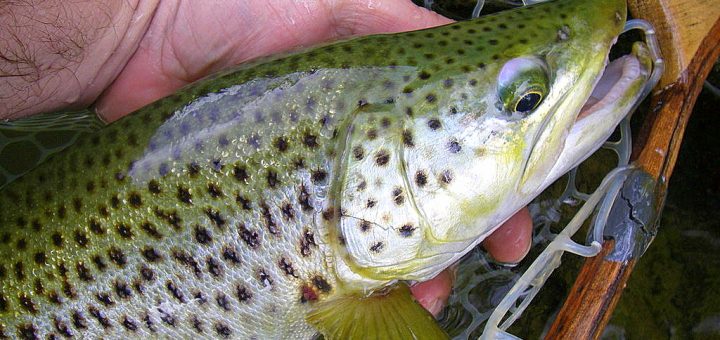 Photo d'une grosse truite pêchée à la mouche en aout 2016 sur la Nive au Pays Basque